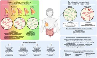 Elucidating the roles of the mammary and gut microbiomes in breast cancer development